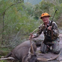 Palmer stag 2